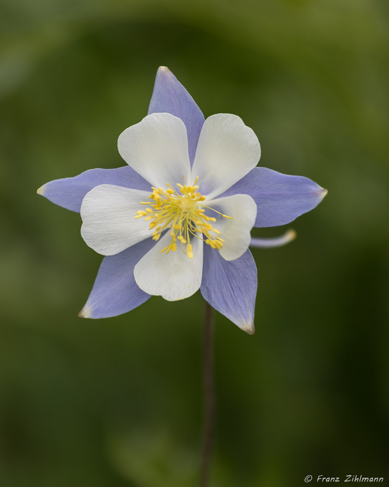 Columbines  at Washington Gorge Road - Crested Butte, CO