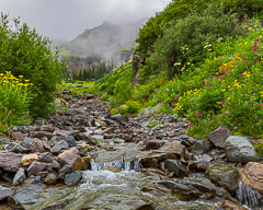 Creek framed with variety of flowers - Yankee Boy Basin, CO