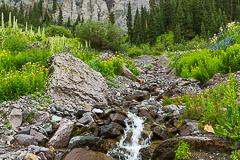 Creek flanked with variety of flowers - Yankee Boy Basin, CO