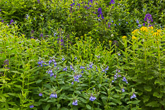 Tall Bluebell bush surrounded by Subalpine Larkspur Flowers - Yankee Boy Basin, CO
