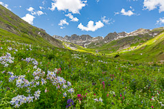 Columbines and variety of flowers - American Basin, CO