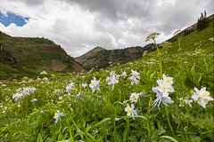 Columbines at Slate River Road - Crested Butte, CO