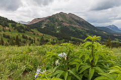 Scene at Washington Gorge Road - Crested Butte, CO