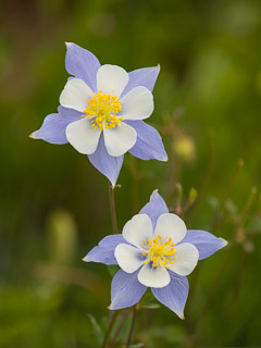 Columbines  at Washington Gorge Road - Crested Butte, CO
