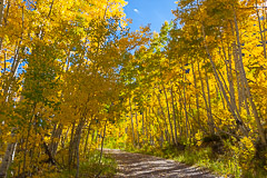 Fall Colors on Old Lime Creek Road - Durango, CO