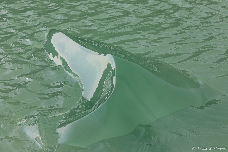 Floating Ice - Tracy Arm, AK