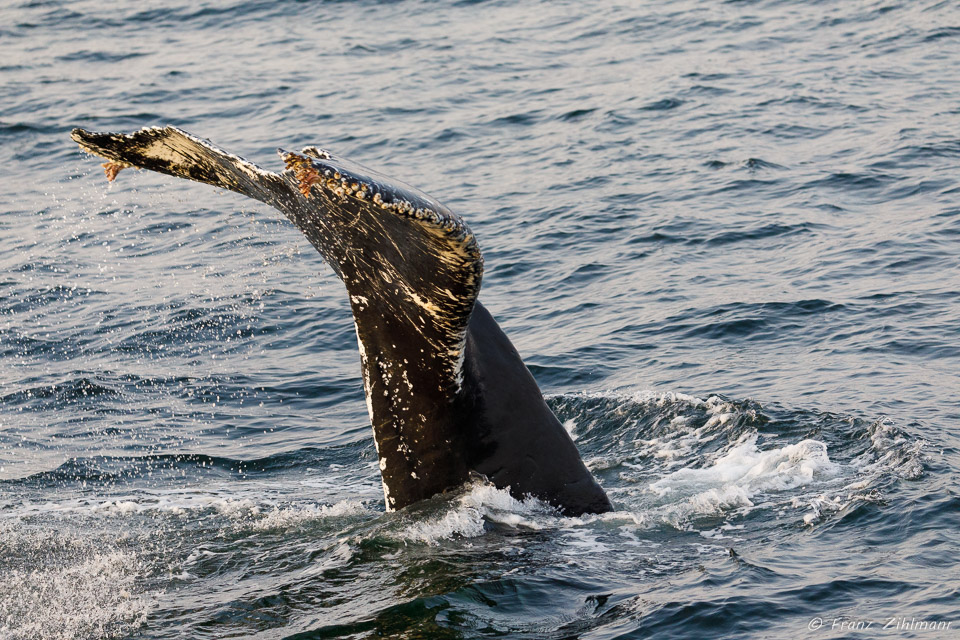 Whale near Stephens Passage, AK