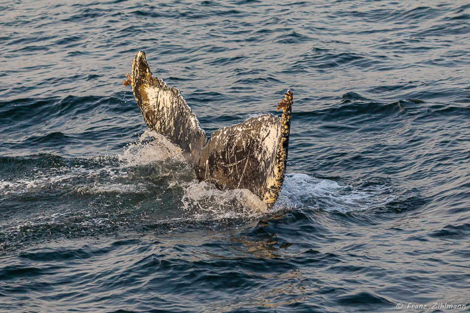 Whale near Stephens Passage, AK