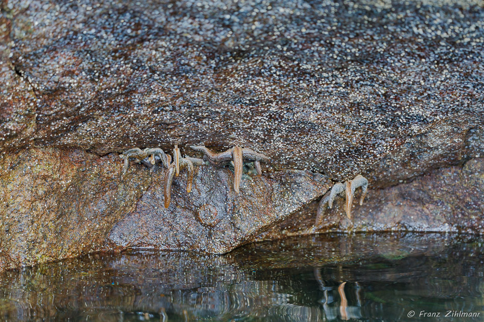 Hanging Sea Stars - Walker Cove, AK