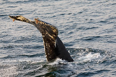 Whale near Stephens Passage, AK