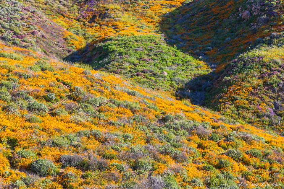 California Supper Bloom 2019 - Walker Canyon