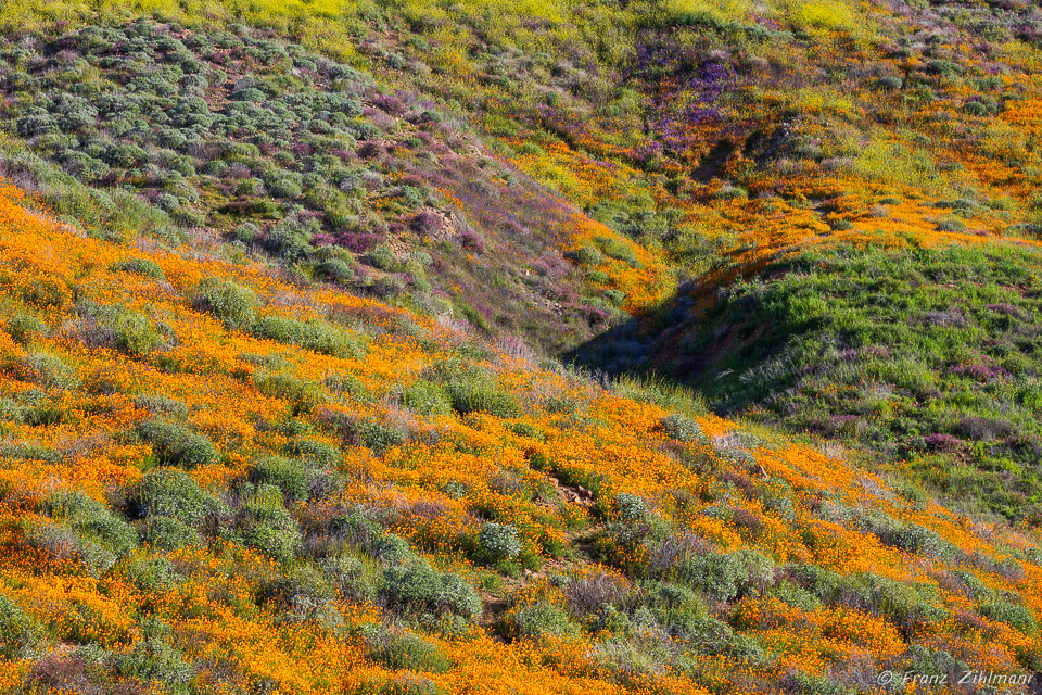 California Supper Bloom 2019 - Walker Canyon