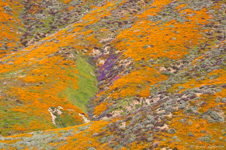 California Supper Bloom 2019 - Walker Canyon