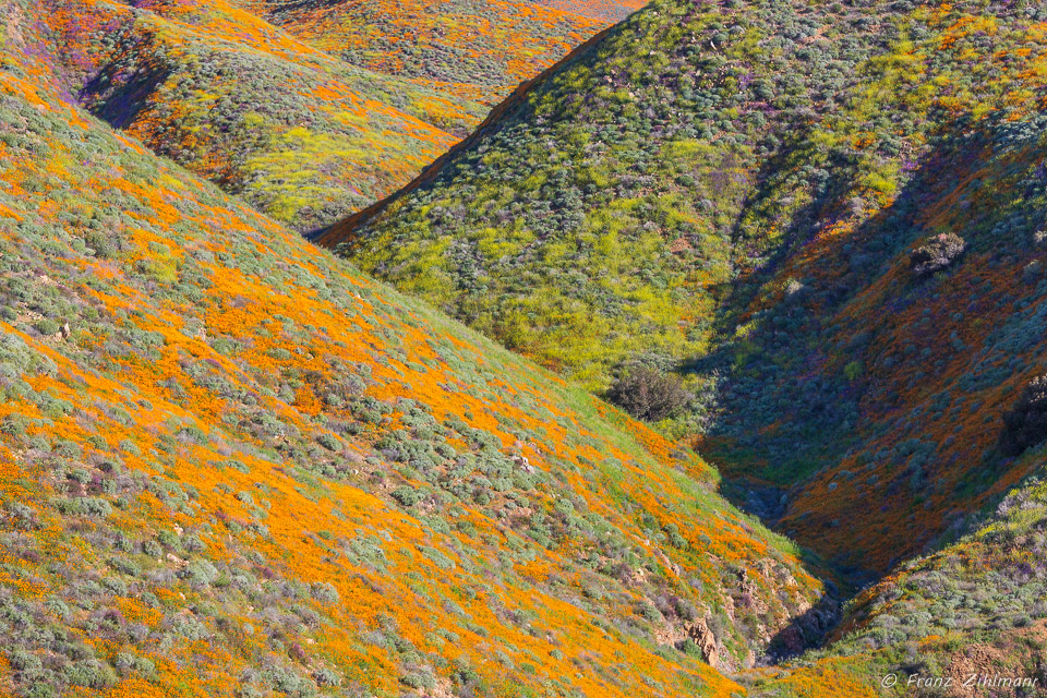 California Supper Bloom 2019 - Walker Canyon