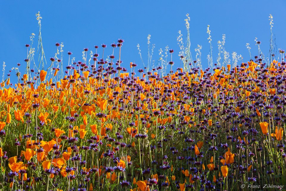 California Supper Bloom 2019 - Walker Canyon