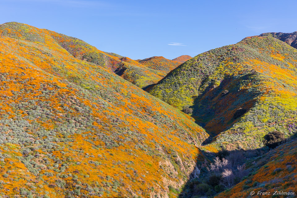 California Supper Bloom 2019 - Walker Canyon