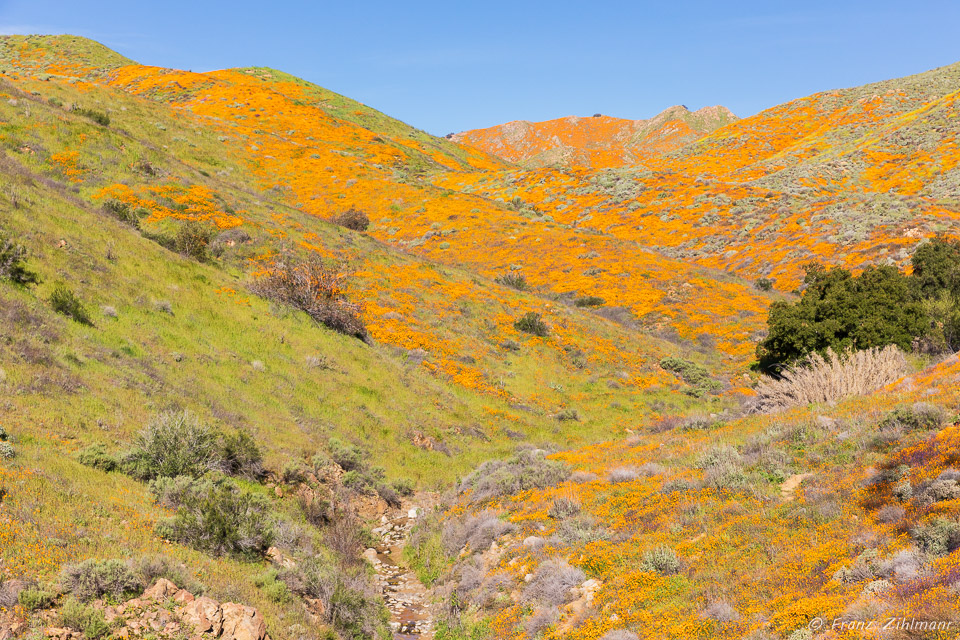 California Supper Bloom 2019 - Walker Canyon