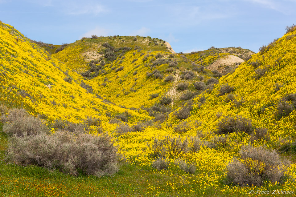 California Supper Bloom 2019 - Carrizo Plain National Monument