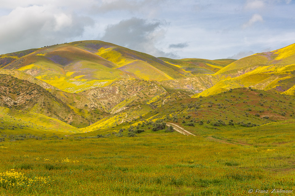 California Supper Bloom 2019 - Carrizo Plain National Monument