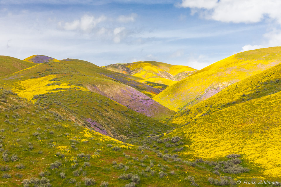 California Supper Bloom 2019 - Carrizo Plain National Monument