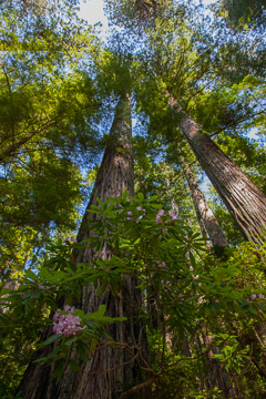 Redwoods reaching for the sky – Redwood National Park