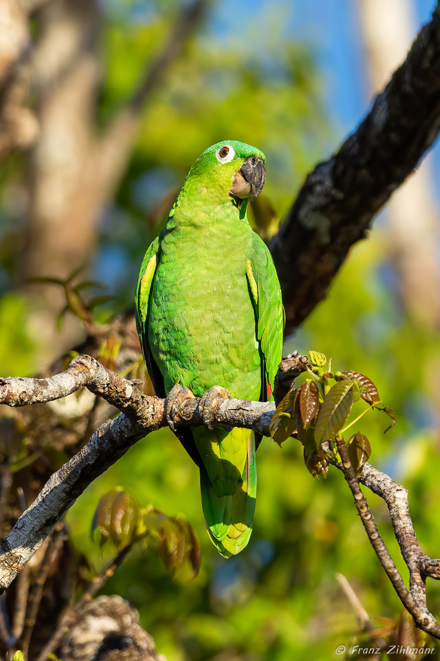 Parrot, OSA Peninsula, Costa Rica