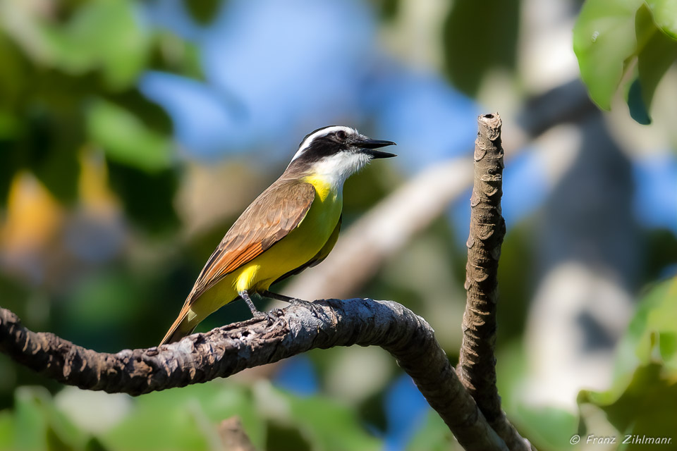 Great Kiskadee, OSA Peninsula, Costa Rica