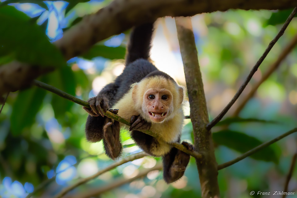 Capuchin Monkey, OSA Peninsula, Costa Rica