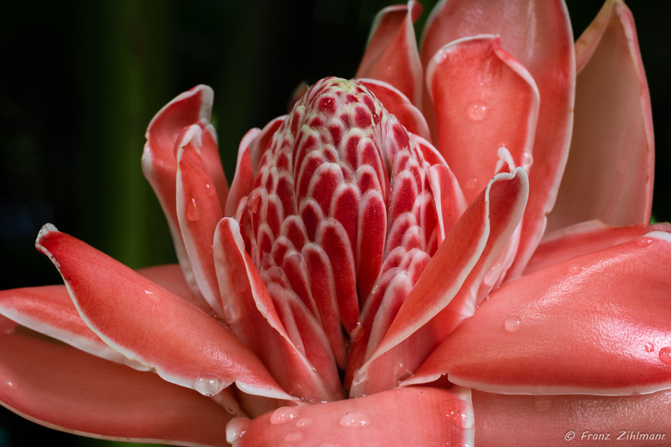 Rosas de Porcelana, OSA Peninsula, Costa Rica