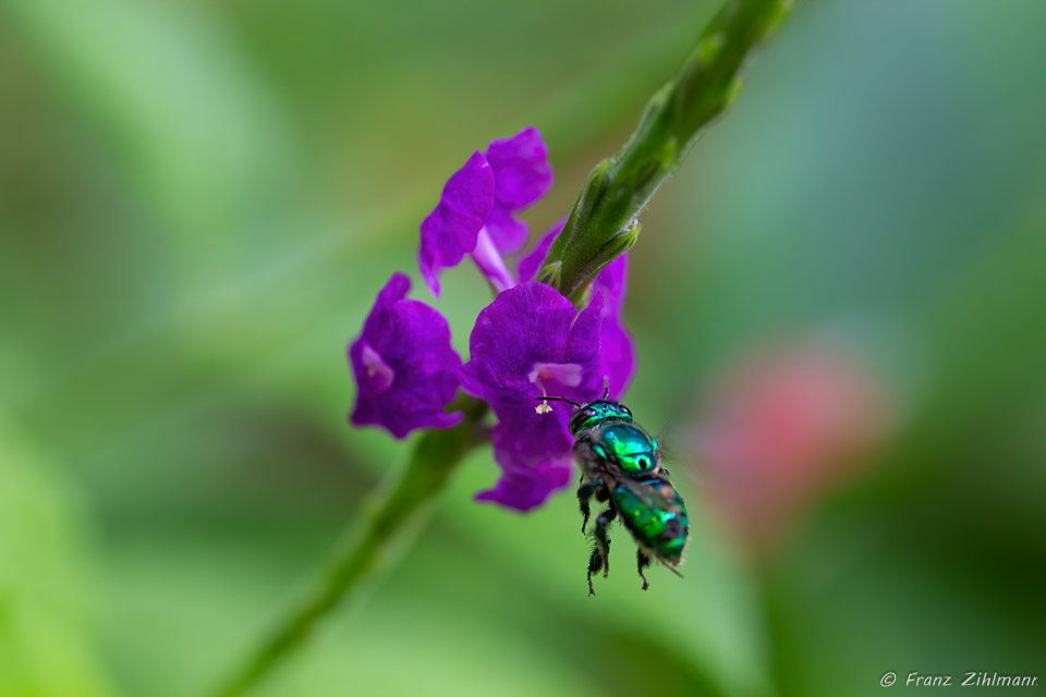 OSA Peninsula, Costa Rica