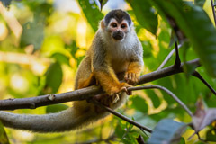 Capuchin Monkey, OSA Peninsula, Costa Rica