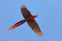 Scarlet Macaw, OSA Peninsula, Costa Rica