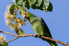 Crimson-fronted Parakeet, OSA Peninsula, Costa RicaPeninsula, Costa Rica