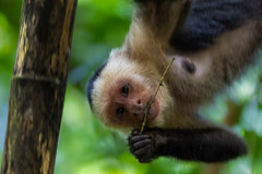 Capuchin Monkey, OSA Peninsula, Costa Rica