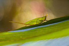 Green Katydid, OSA Peninsula, Costa Rica
