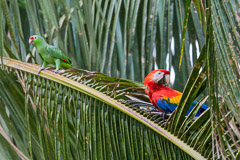 Scarlet Macaw and Parrot, OSA Peninsula, Costa Rica