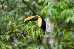 Toucan, OSA Peninsula, Costa Rica
