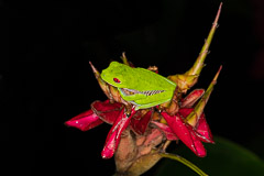 Red-eyed Treefrog, OSA Peninsula, Costa Rica