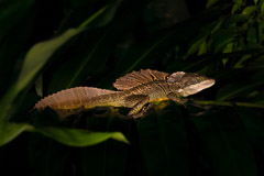 Jesus Christ Lizard, OSA Peninsula, Costa Rica