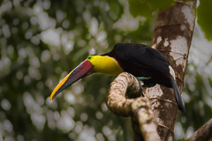 Toucan, OSA Peninsula, Costa Rica