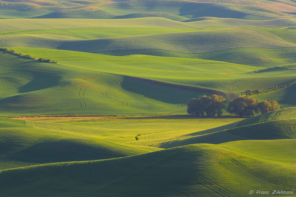 Palouse Landscape - WA