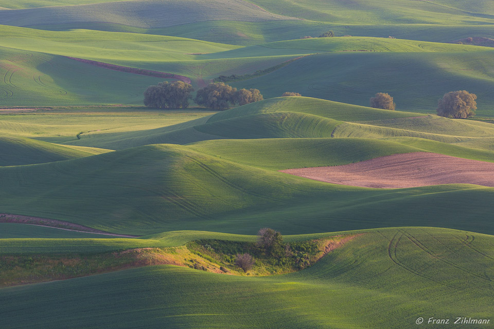 Palouse Landscape - WA