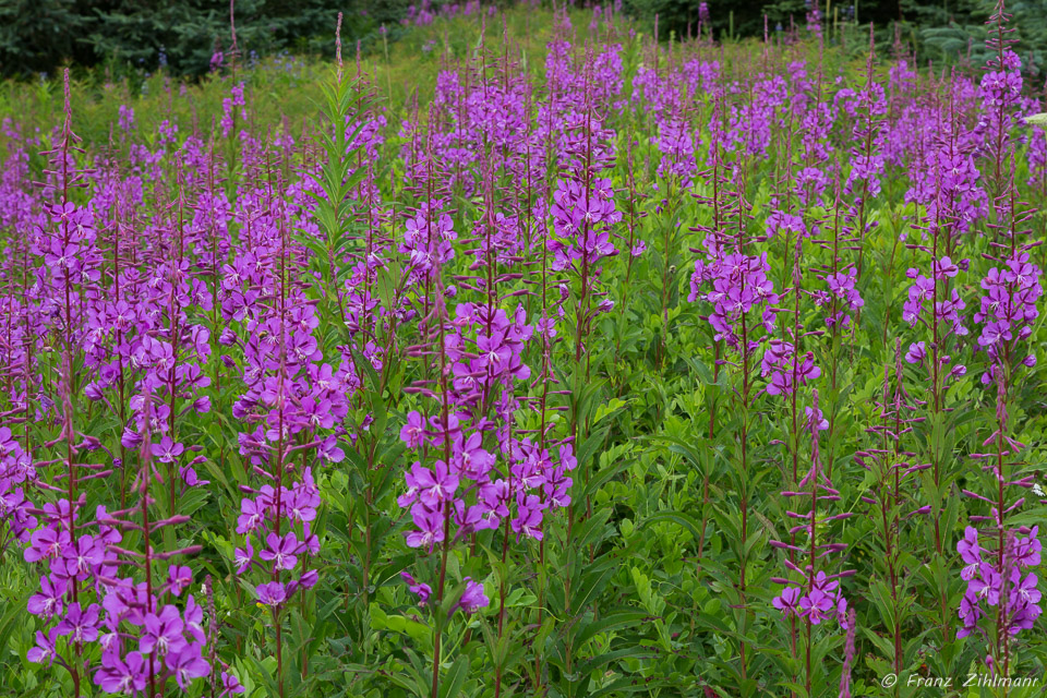 Fireweed - Lake Clark National Park, AK