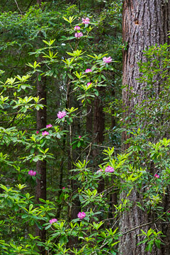 Rhododendrons, Redwoods National Park