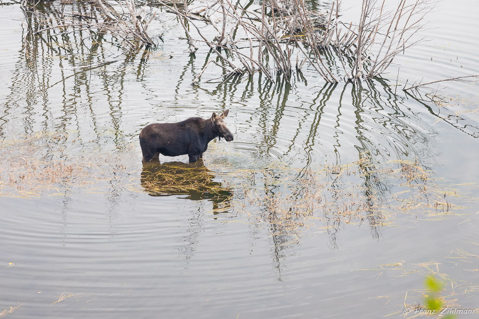 Moose-Willson - Grand Teton NP