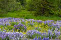 Lupine Flowers - Grand Teton NP
