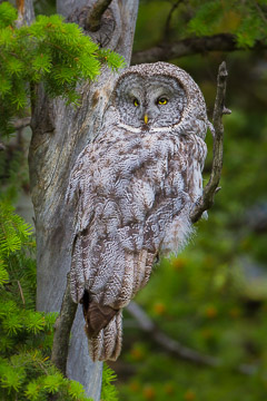 Great Grey Owl - Grand Teton NP