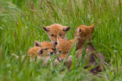 Coyote Pups - Grand Teton NP (There are six in there)