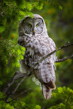Great Gray Owl - Grand Teton NP