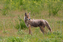 Coyote - Grand Teton NP